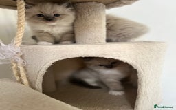 Ragdoll cats for sale: Meet Special Joy - Image 19
