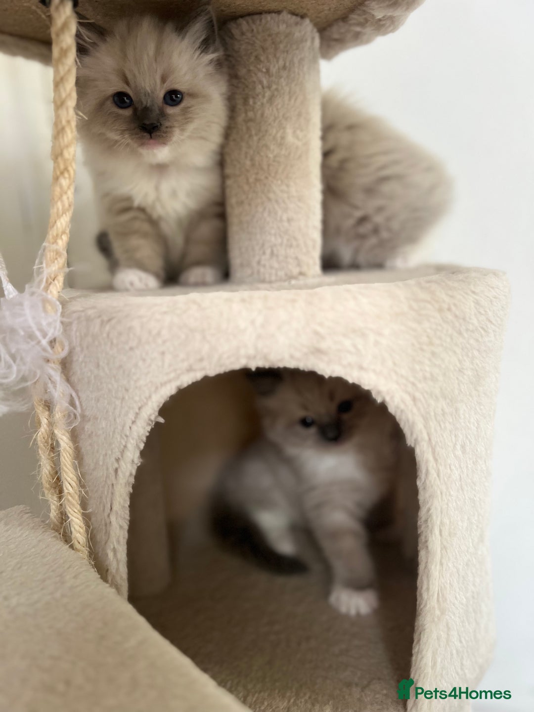 Ragdoll cats for sale: Meet Special Joy - Image 19