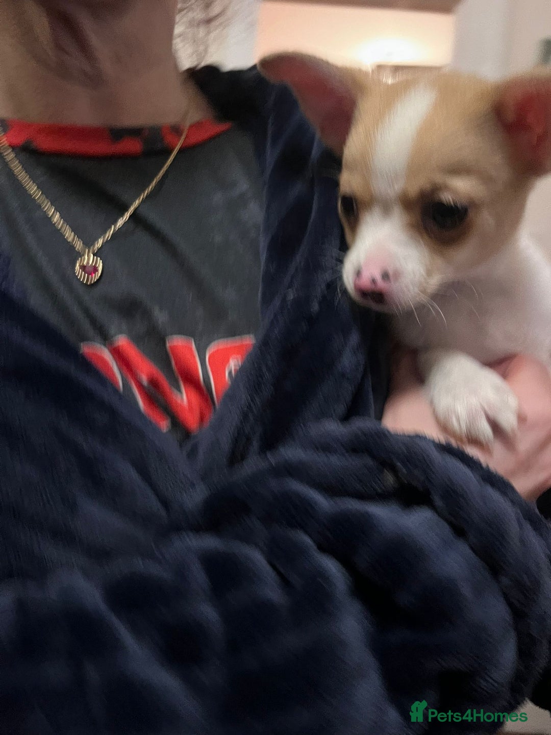 Chihuahua dogs for sale: Two male chihuahuas  - Advert 12