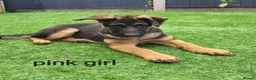 German Shepherd dogs for sale: German sheperd - Advert 4