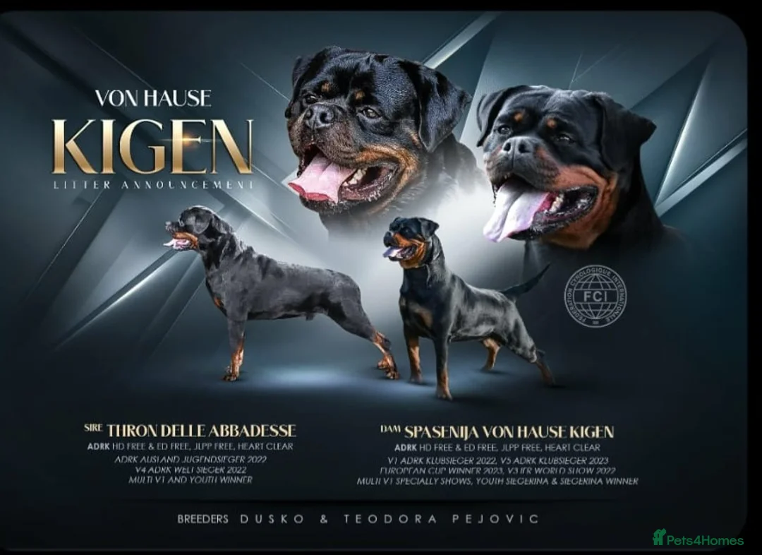 Rottweiler dogs for sale: LEGACY'S IN THE MAKING!! REX & MAGIC - Advert 23