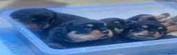 Rottweiler dogs for sale: KC Registered Rottweiler Puppies in Leicester - Advert 11