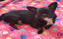 Chihuahua dogs for stud: 2 Super Tiny KC Chihuahua STUDs (Father and son) in Peterborough - Image 13