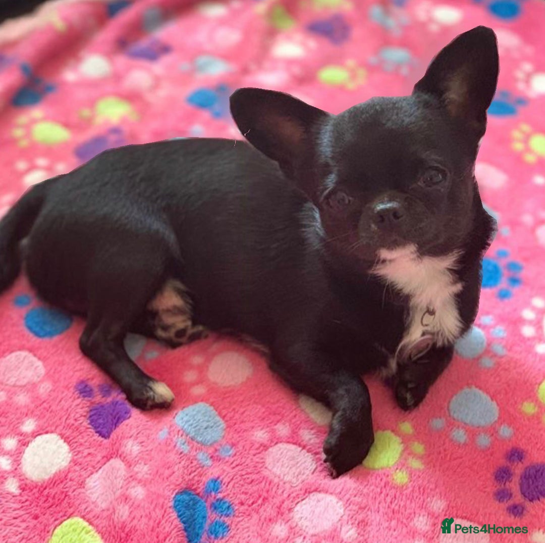 Chihuahua dogs for stud: 2 Super Tiny KC Chihuahua STUDs (Father and son) in Peterborough - Image 13