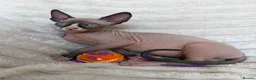Sphynx cats for sale:  A Very Special Little Girl – Now Available  - Advert 14