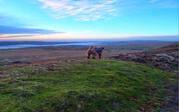 Cockapoo dogs for sale: f1 apricot cockapoo - Advert 7