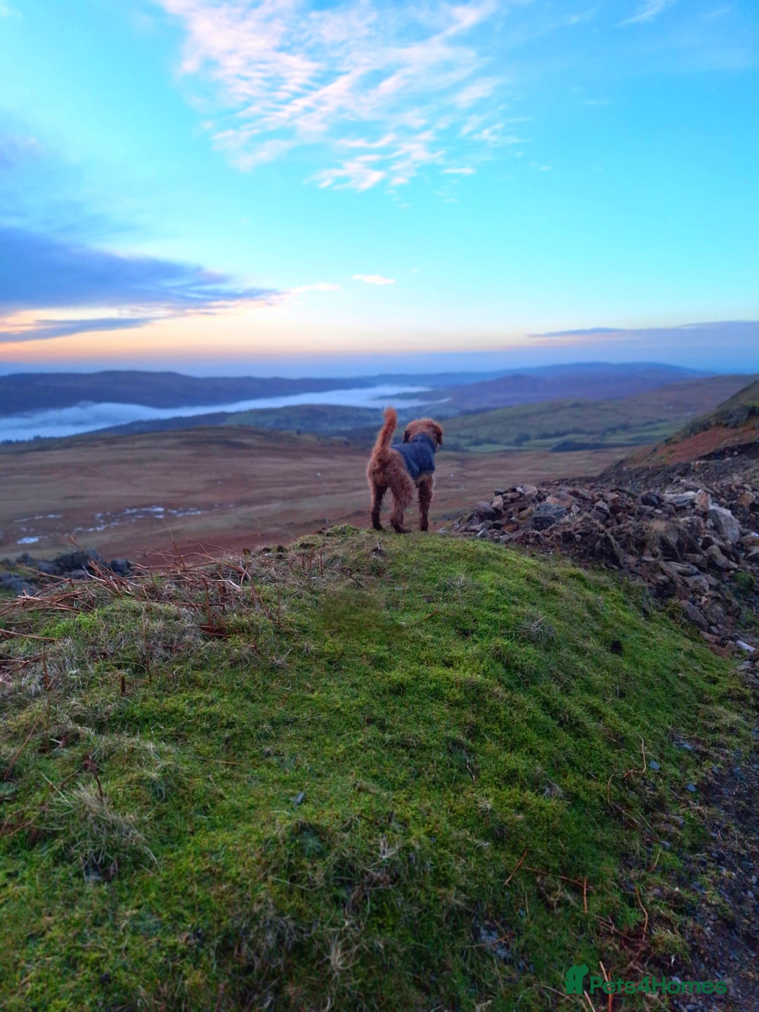 Cockapoo dogs for sale: f1 apricot cockapoo - Advert 7