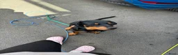 Rottweiler dogs for sale: roxie is looking for a forever in Hinckley - Advert 3