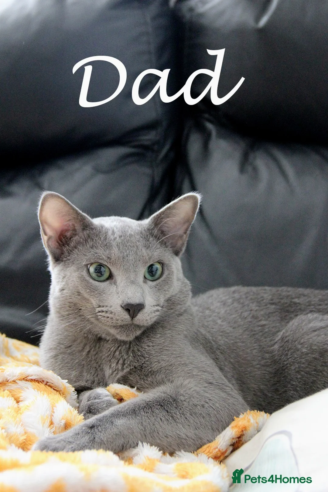 Russian Blue cats for sale: Pure Russian Blue Kittens Available  - Advert 7