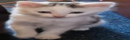 Mixed Breed cats for sale: Beautiful strikingly marked kittens  - Advert 10