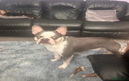 French Bulldog dogs for sale: Husky French bulldog  - Image 7