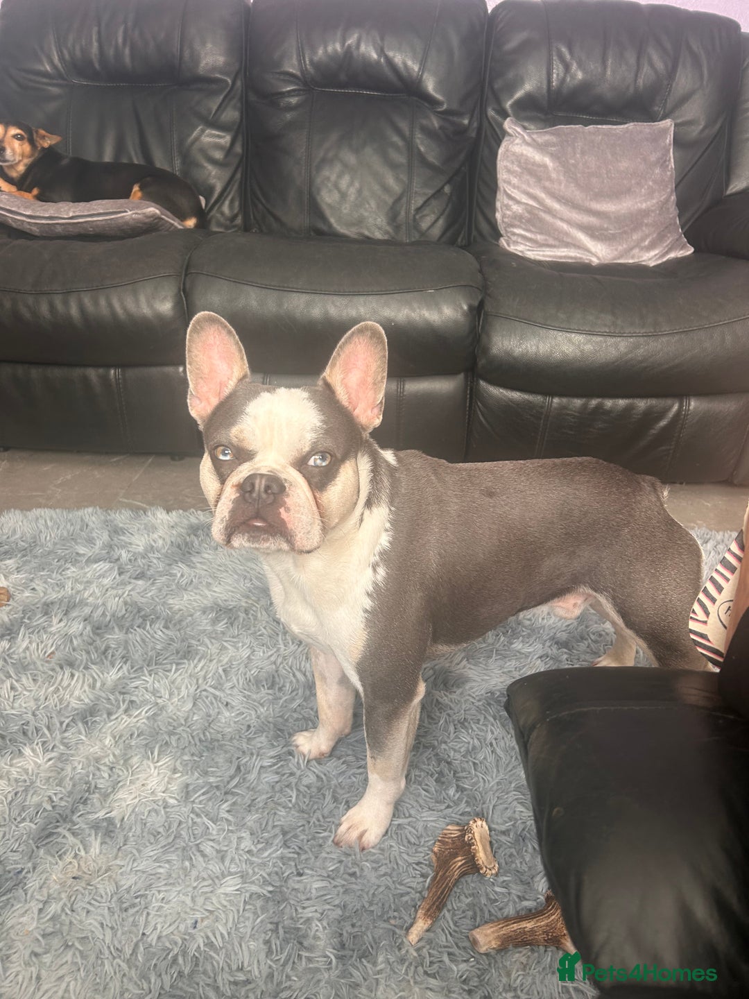 French Bulldog dogs for sale: Husky French bulldog  - Image 7