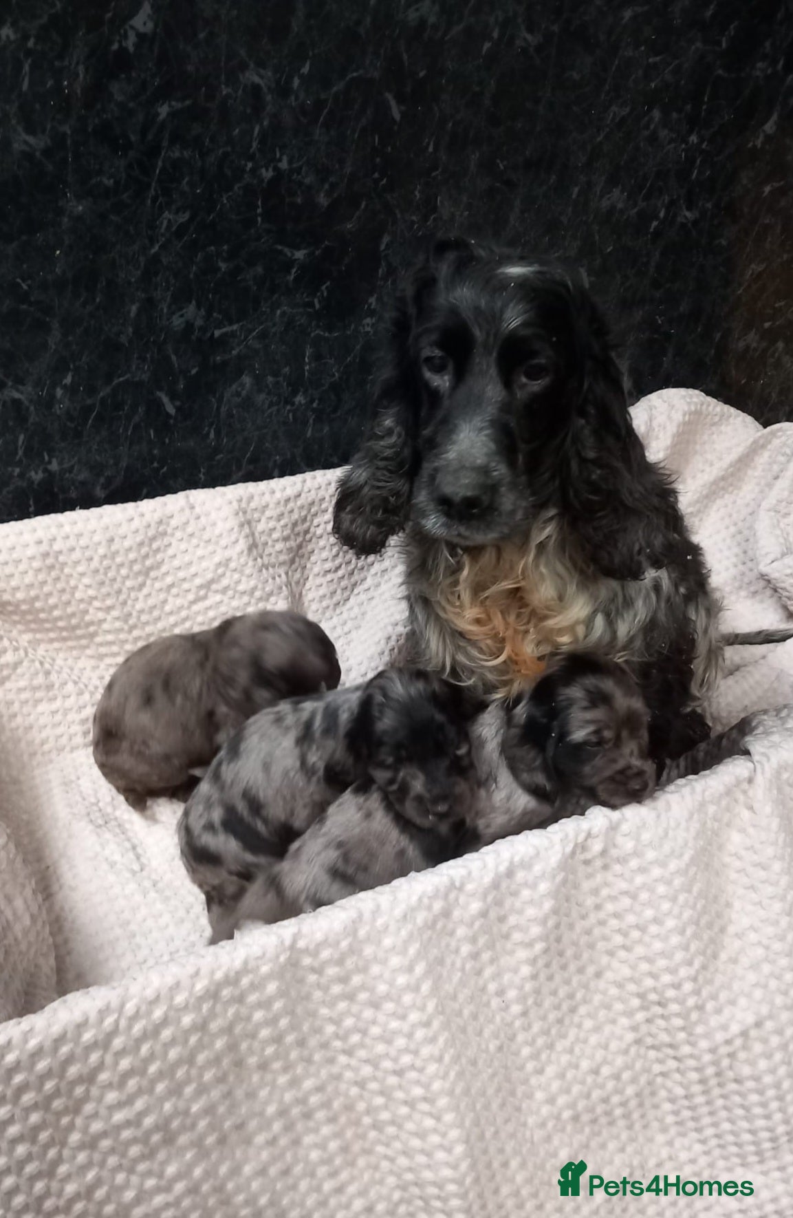 Cocker Spaniel dogs Beautiful Cockerspaniels for sale - Advert 2