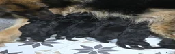 German Shepherd dogs for sale: German sheperd puppys - Advert 9