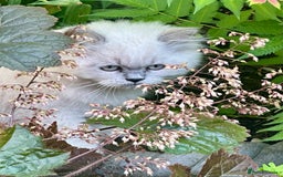 British Shorthair cats for sale: Ready For Forever Homes Soon! - Image 27