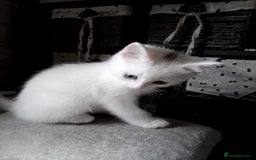 Scottish Fold cats for sale: 1 Scottish fold 1 Scottish straight for sale  - Image 5