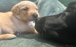 Labrador Retriever dogs for sale: Beautiful Golden and Black Labrador Puppies - Image 5