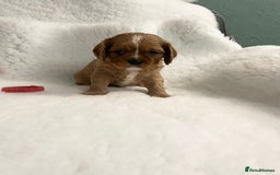 Cavalier King Charles Spaniel dogs for sale: Cavalier King Charles Spaniel Puppies - Image 3