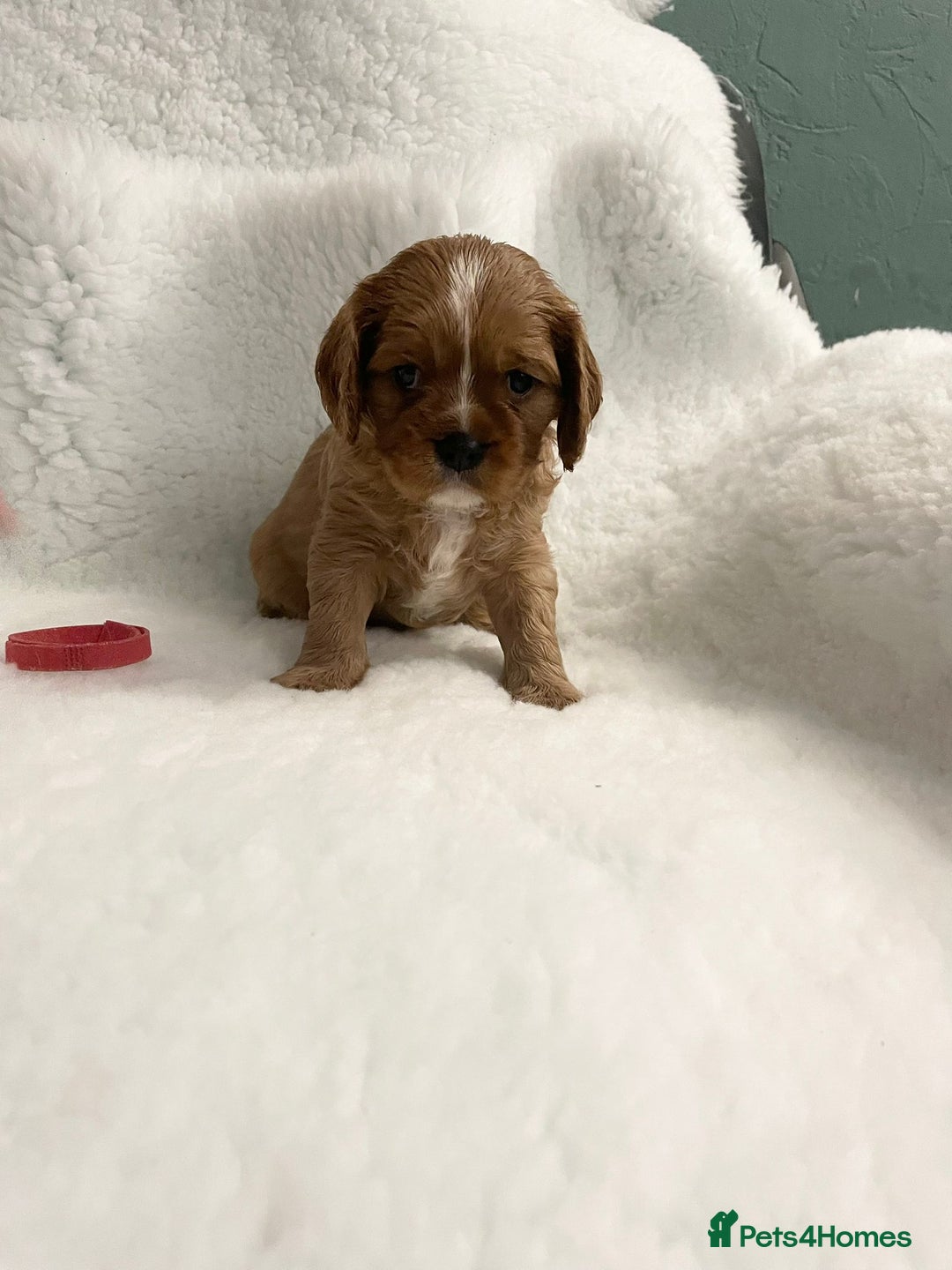 Cavalier King Charles Spaniel dogs for sale: Cavalier King Charles Spaniel Puppies - Image 3