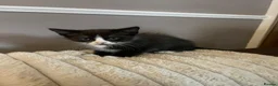 British Shorthair cats for sale: Gorgeous 9 Week Old Black & White Male Kitten - Advert 3