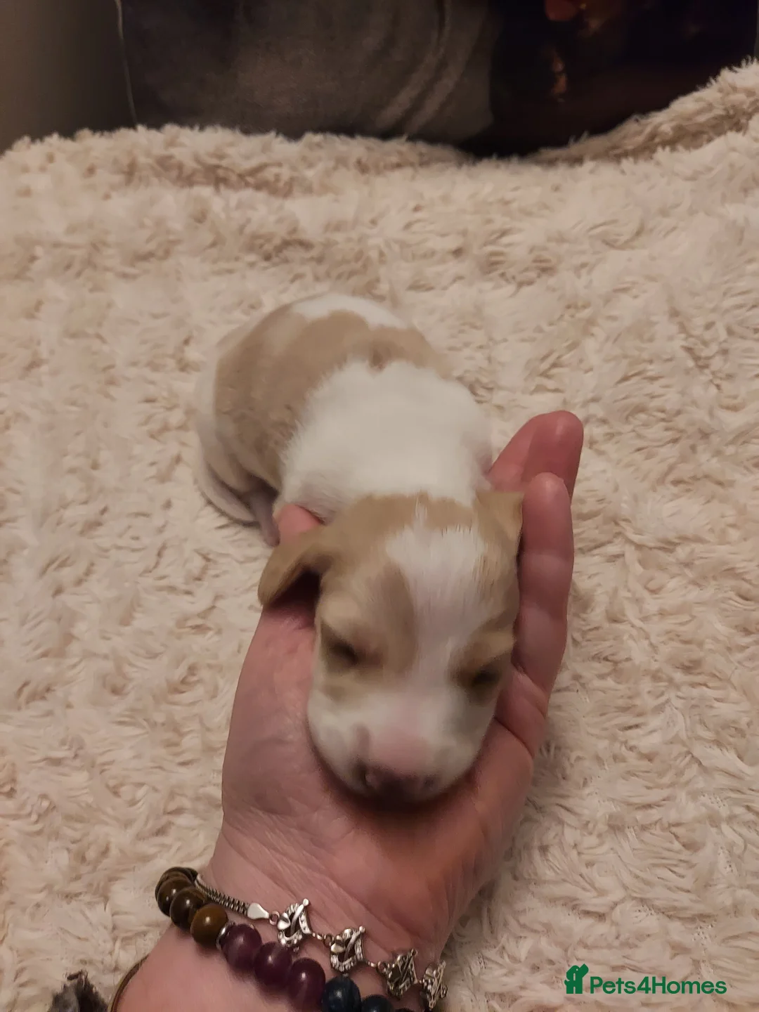 Miniature Dachshund dogs for sale: Miniature Dachshund Puppies - Advert 8