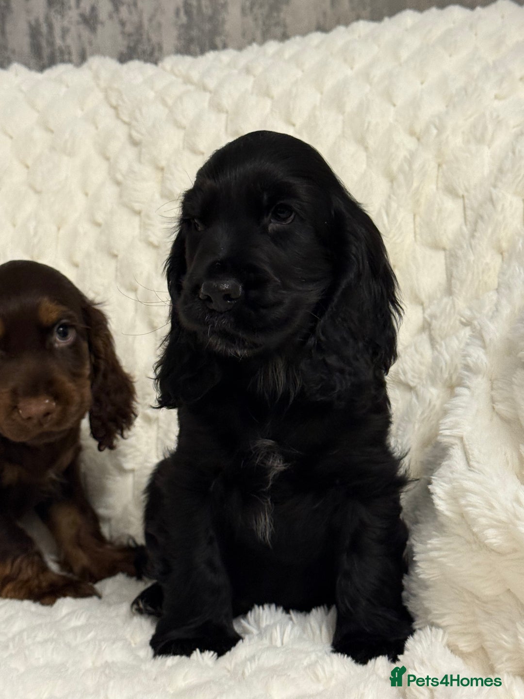 Cocker Spaniel dogs for sale: 🌟Show Cocker spaniel puppies🌟 - Advert 2
