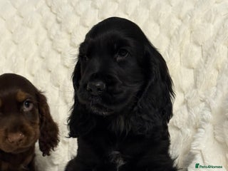 Cocker Spaniel dogs 🌟Show Cocker spaniel puppies🌟 - Advert 7