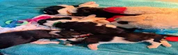 Portuguese Water Dog dogs for sale: 3 pups remaining * beautiful litter PWD PUPPIES 🤩 in Blackpool - Advert 6