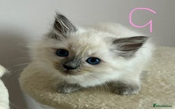 Ragdoll cats for sale: Pure Ragdoll Kittens *Ready for their new home* - Image 12