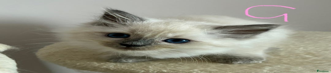Ragdoll Kitten 4