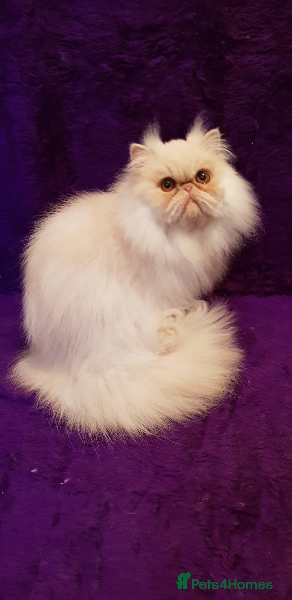 Persian cats Gccf Registered Persian  - Advert 1
