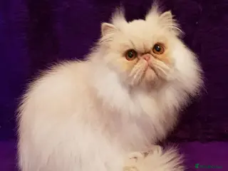 Persian cats Gccf Registered Persian - Advert 1