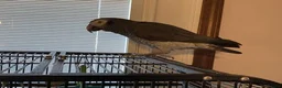 Parrots birds for sale: Intelligent African Grey Parrots–Raised with Care in Leeds - Advert 2