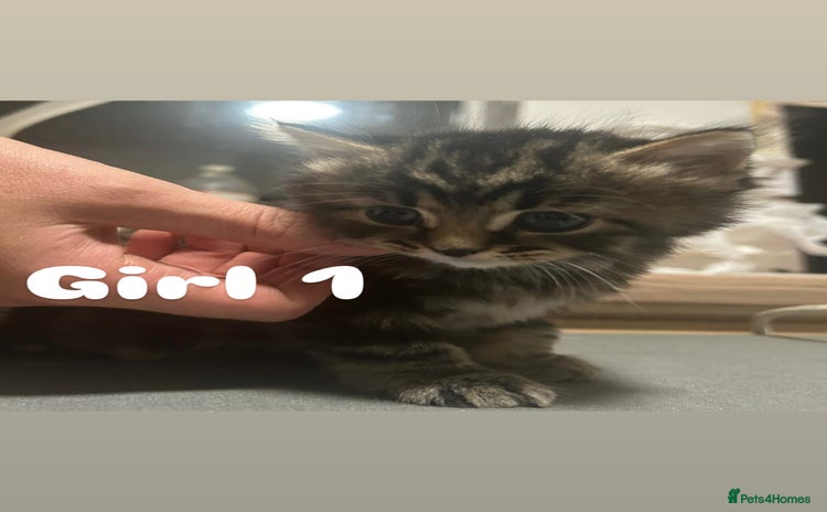 Toyger cats - Advert 1