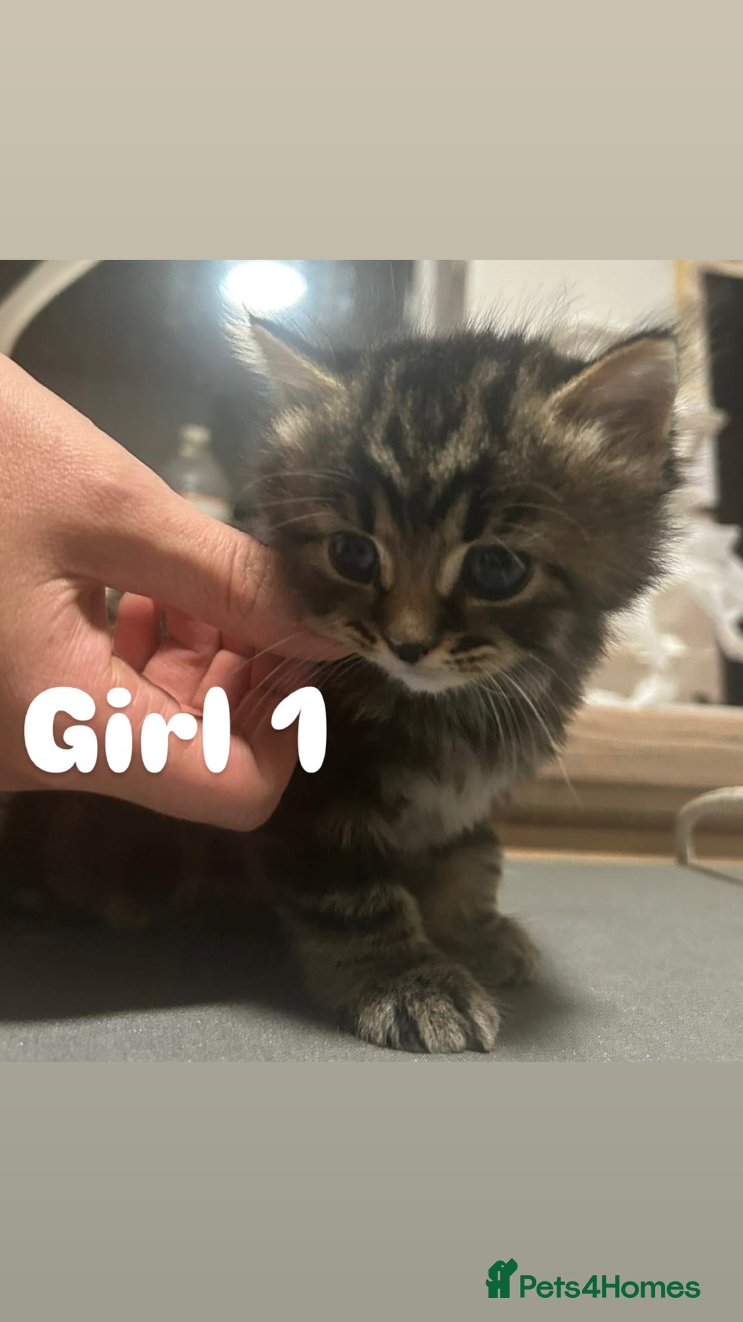 Toyger cats for sale: Stunning half toyger kittens - Image 1