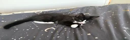 Domestic Shorthair cats for sale: Ready to now home  - Advert 16