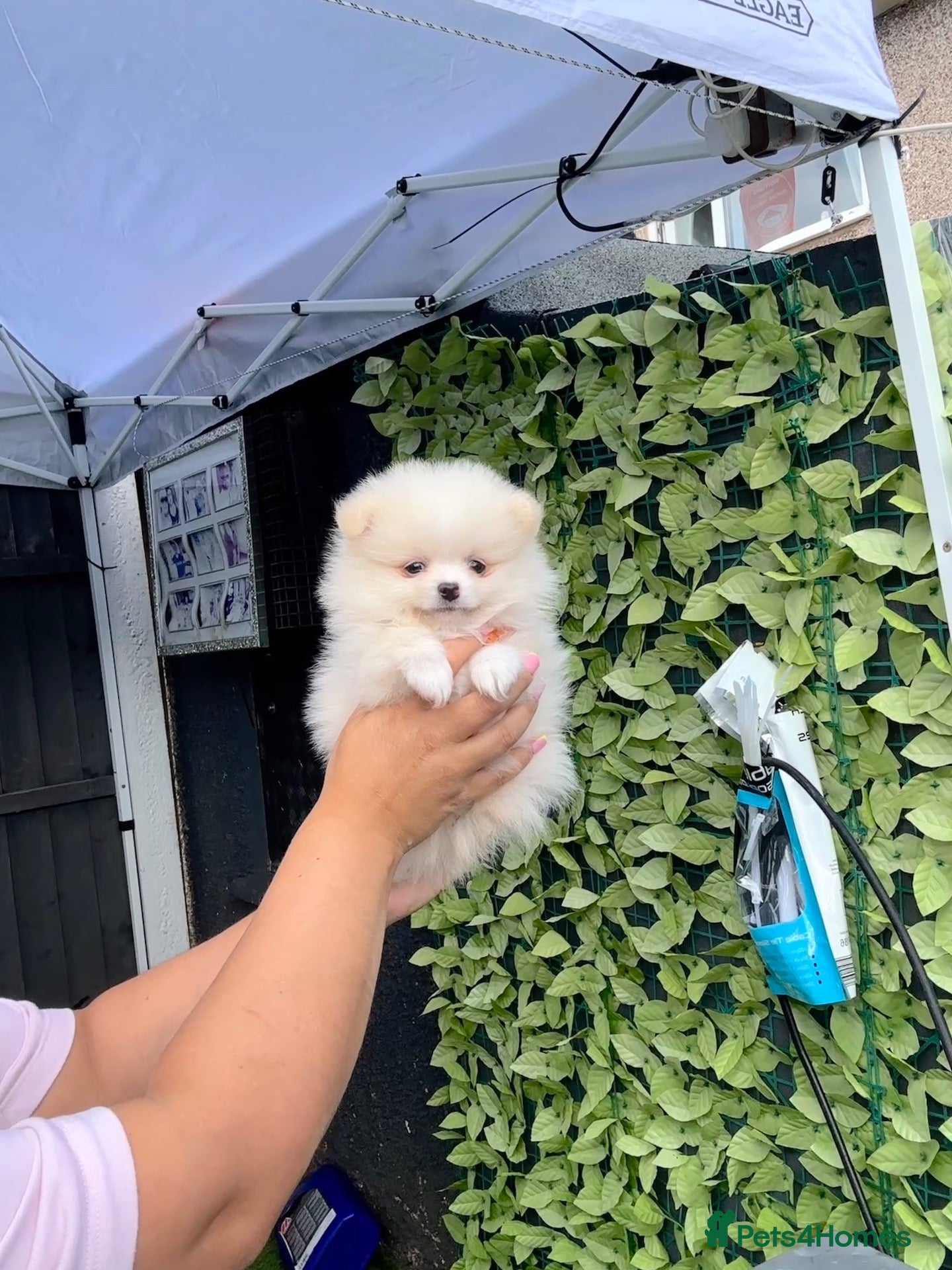 Pomeranian dogs Teddy bear Pomeranian  **  puppies  - Advert 6