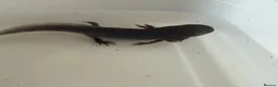 Axolotl reptiles for sale: Axolotl - Advert 15