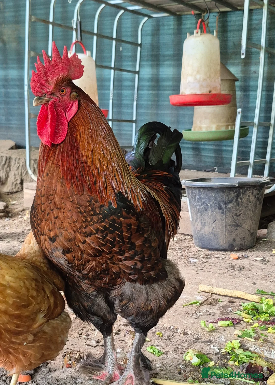 Chickens poultry for sale: Breeding pair of Copper Marans - Advert 1