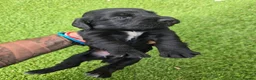 Cocker Spaniel dogs for sale: Stunning littler of working cocker spaniel puppies in Nottingham - Advert 3