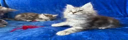Maine Coon cats for sale: Maine coon kittens registered with GCCF - Advert 32