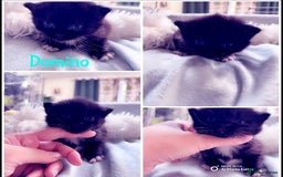 Himalayan cats for sale: Rare Himalayan mix kittens - Image 8
