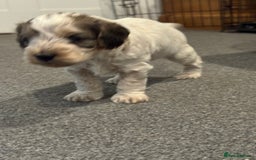 Cockapoo dogs for sale: Cockapoo puppies  - Image 12