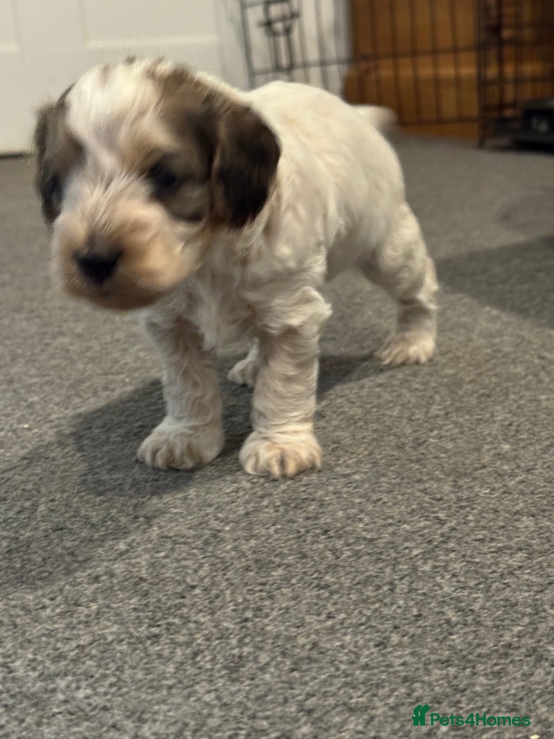Cockapoo dogs for sale: Cockapoo puppies  - Image 12