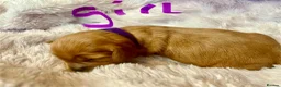 Cavapoo dogs for sale: Cavapoos pups /kc reg /health tested /parents - Advert 17