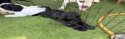 Cockapoo dogs for sale: 12 stunning cockapoo puppies ready now - Advert 20