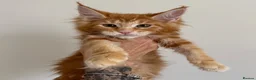 Maine Coon cats for sale: Champion line kittens 🥰 - Advert 38