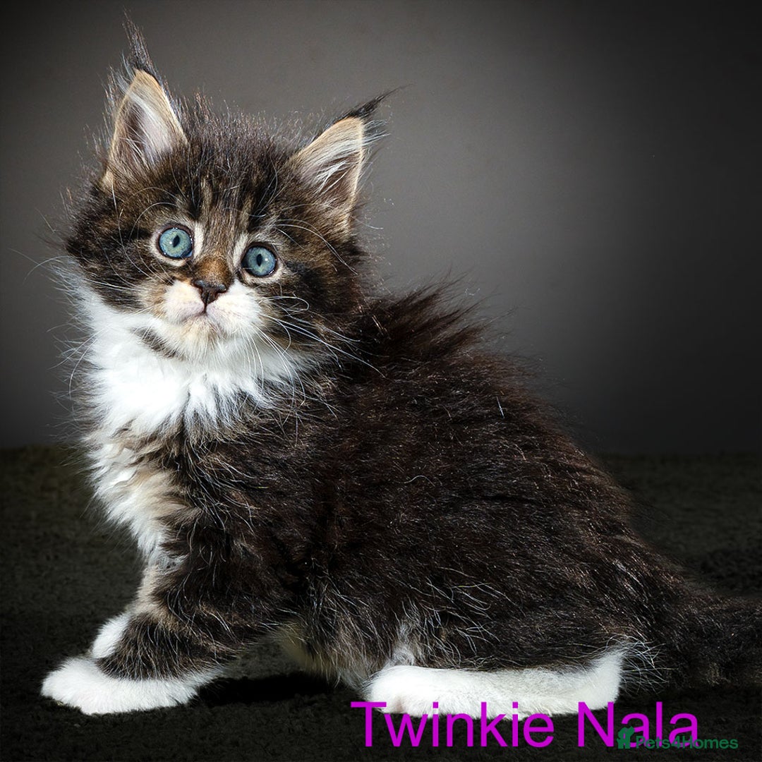 Maine Coon cats for sale: Purebred Maine Coon kittens - Image 6