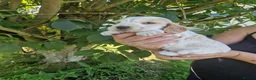 Cocker Spaniel dogs for sale: SIMPLY UNIQUE KC REG SHOW TYPE COCKER SPANIEL - Advert 11