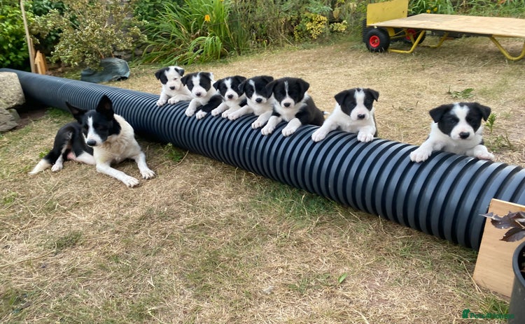 Border Collie dogs - Advert 1